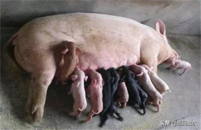 种猪饲养管理技术有哪些，饲养种母猪需要注意哪些问题
