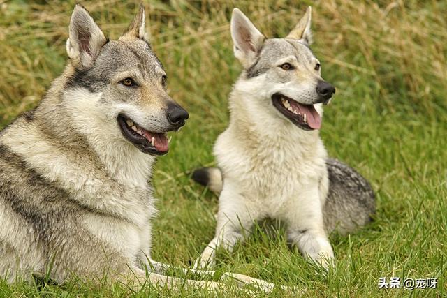 小捷克狼犬没那么贵吧:世界上纯种的捷克狼犬还多吗？有何依据？