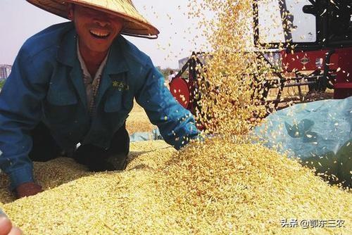 男子谋生杀猫卖钱被称残忍:生产队时期，你那里挣的工分一年下来能折合多少钱？