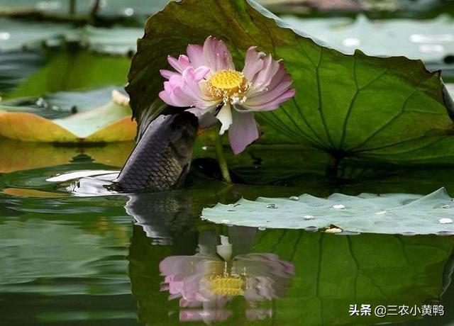 头条问答 水泥池养鱼 不用沼泽过滤 在底部铺上泥土 种荷花水草可以吗 15个回答