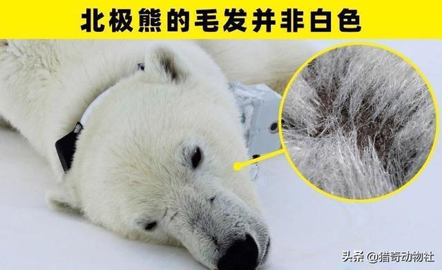 为什么北极熊的毛发是透明的？还有什么动物的毛发也是透明的？
