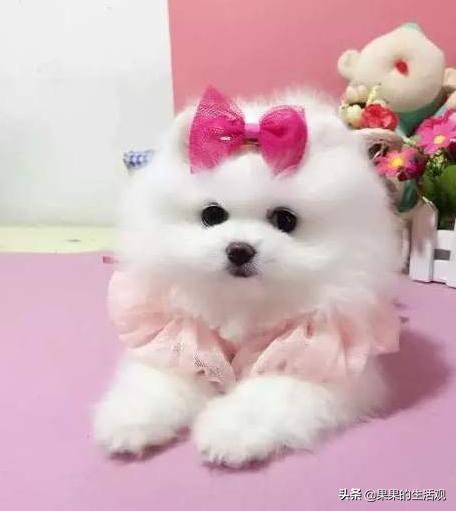 巨型博美犬怎么养:怎样训博美犬能让它更听话？