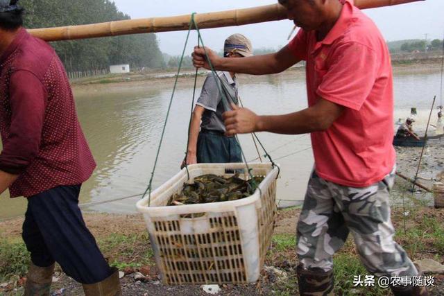 网箱养殖军曹鱼:如何利用小网箱集约化高产养鱼？