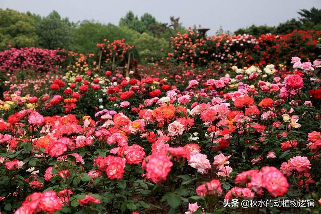 欧洲月季花品种介绍:月季花品种介绍大全 目前全世界花径最大月季。是什么？