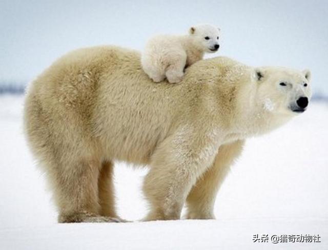 世界上最高的哺乳动物是什:什么动物是陆地上生存过的最大哺乳动物之一？