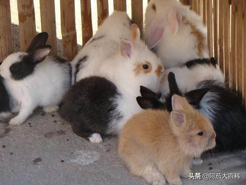 如何饲养宠物兔 如何饲养宠物兔:如何正确的喂养宠物兔吃什么？