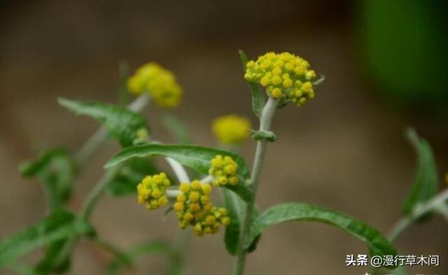 兰花鼠尾草习性:庭院里，鼠尾草和什么植物一起种比较好？