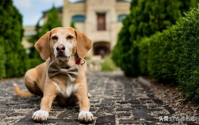 女人犬交:女生建议养公犬还是母犬，为什么？有什么理由吗？