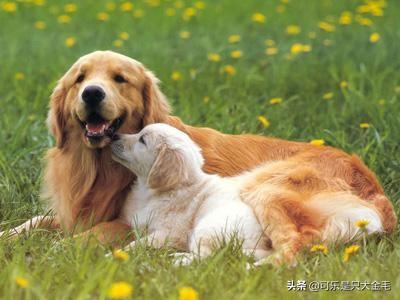 2个月金毛犬图片:你们是怎样忍受两个月的金毛的？