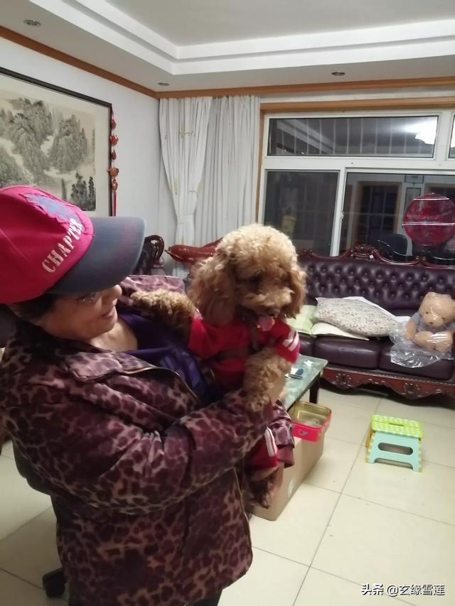 头条问答 贵宾犬有哪些弱点 玄缘雪莲的回答 0赞