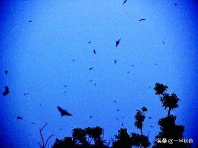 魔鬼飞翔者:你想要得到哪个恶魔果实呢