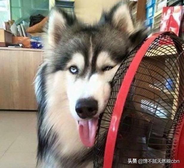 弓背犬太瘦怎么办:德国牧羊犬偏瘦怎么回事？