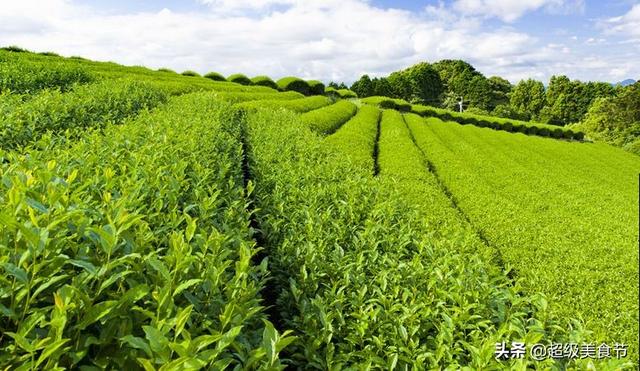 十大绿茶品牌中怎么会有武夷岩茶和铁观音呢？