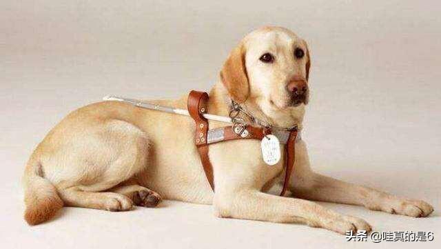 导肓犬小q在线观看:电影《小q》里导盲犬腿瘸是怎么拍的？