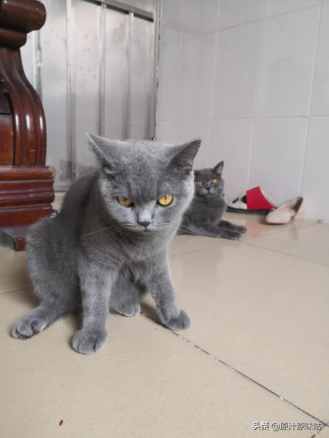 性价比最好的猫粮:想给我家主子换个口粮了，求好猫粮推荐？我家主子6个月了？