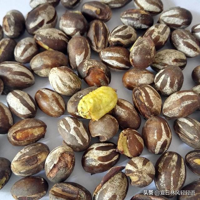 蜂鸟鹰蛾幼虫图片:您知道这是什么虫吗？偶然发现的？