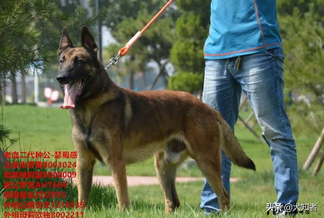 山东马犬交易吧:东营市未来的发展前景如何？ 河南马犬交易吧