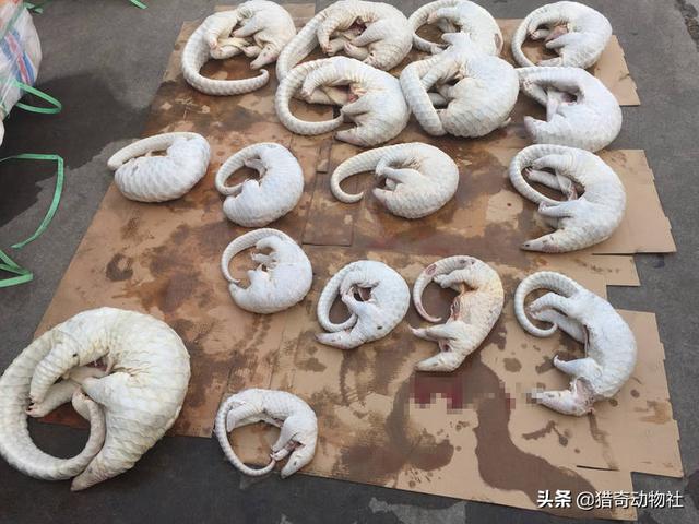 南非犰狳蜥:世界上存在过哪些奇特的古生物？ 南非犰狳蜥蜴