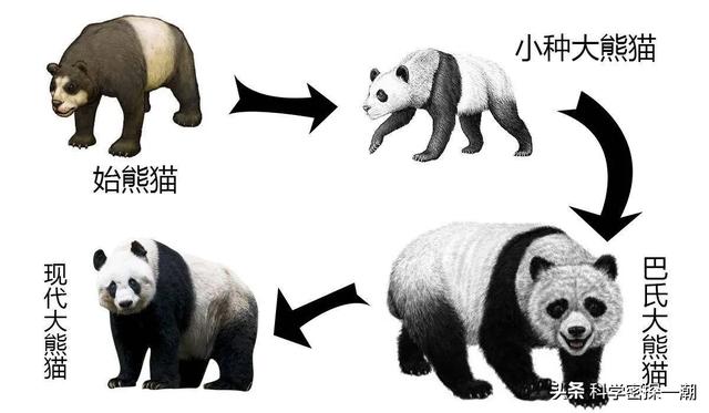 河马哥刘惠璞:壮年河马、北极熊和东北虎这三样动物打起来谁厉害？