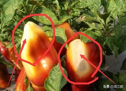果实软腐病:引起果实软腐病的病菌 辣椒夏季大量烂果怎么回事？