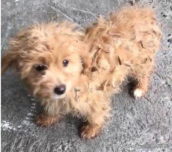 流浪狗和流浪猫中的好句:流浪狗和流浪猫好句摘抄 你觉得流浪狗可怜吗，该不该救？