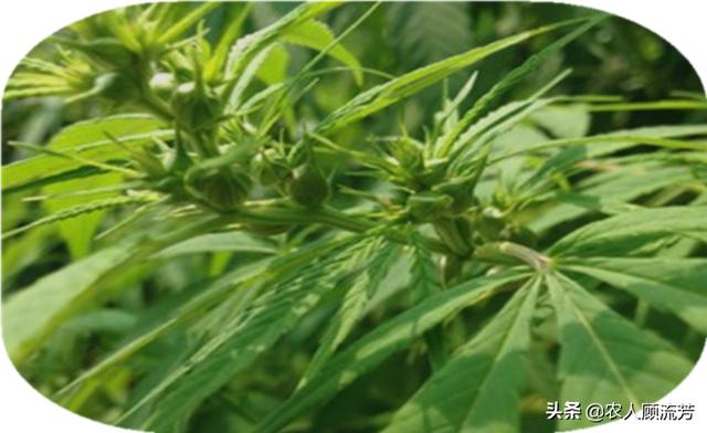 世界十大禁养名猫:除了罂粟不能种植，还有哪些植物不让种植？