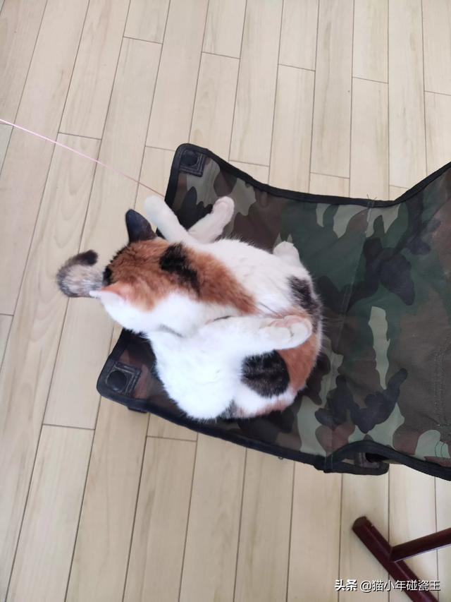 你什么时候被猫的智商震惊了？插图40