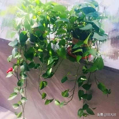 水养绿萝叶子发黄是什么原因:家里养的绿萝有不少叶子黄了，怎么办？