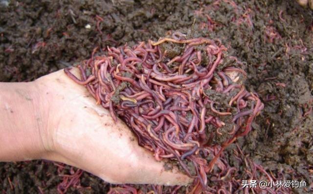 钩盲蛇吞食蚯蚓:用蚯蚓做饵料怎么会被鱼吃得一点不剩呢？