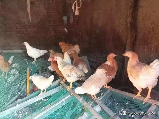 蜥蜴养殖前景怎么样:现在农村养跑山鸡前景如何？