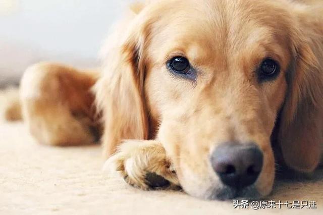 斗牛犬躲冰箱避暑:最怕热的狗狗都有哪些，怎么解暑？ 斗牛犬躲冰箱避暑图