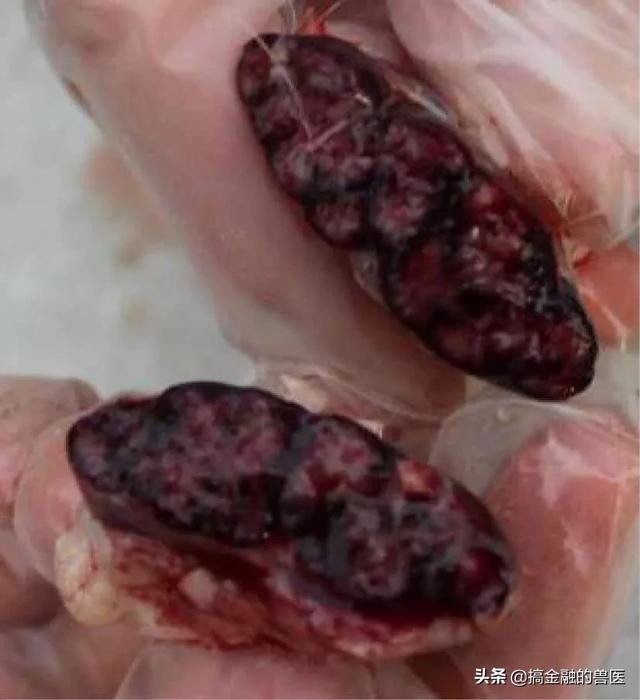 动物疫情测报终端:小猪发热死了去找人解剖说是猪瘟还有心肌炎怎么办？