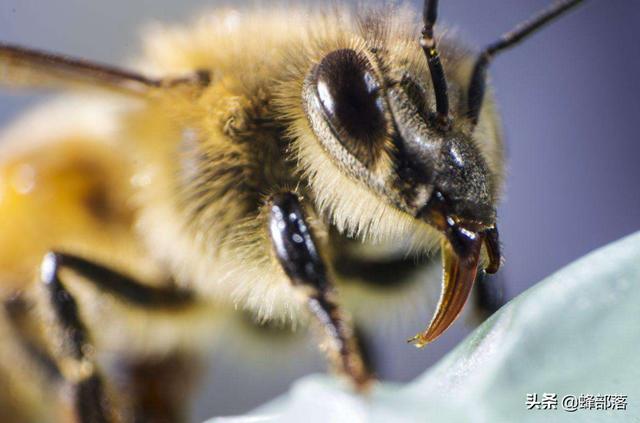 没有蜜蜂生态系将会如何，全球蜜蜂数量锐减，如果蜜蜂彻底灭绝，人类将会面临怎样的处境