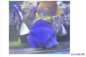 海水缸:如何简易调配海水和调节海水缸盐度？