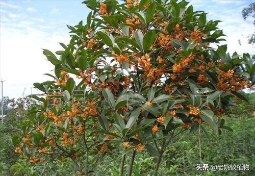 红千层种不活:桂花树扦插为什么种不活？