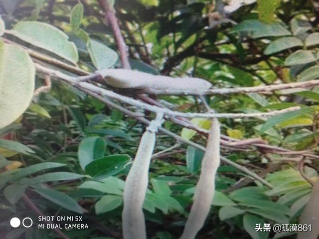 素力高海藻粉型号规格:种植三年牛大力施什么钾肥好？