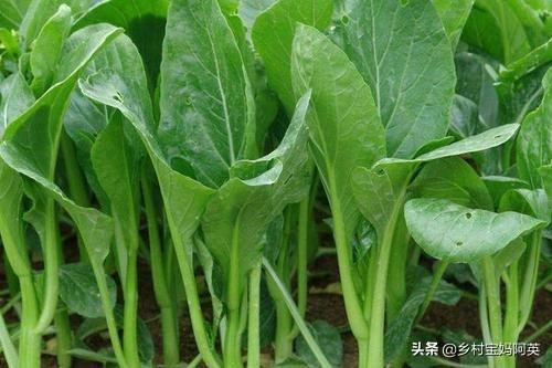 头条问答 菜心几天淋一次水最佳 14个回答