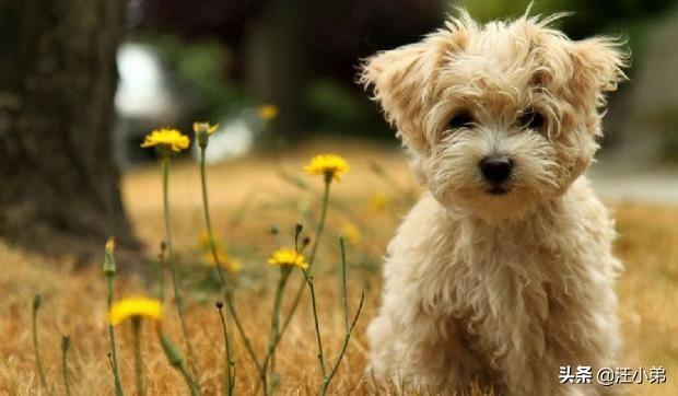 话说有人记得比高犬吗总觉得他是恭子最后知...:为什么有人说不要轻易养泰迪犬，养它有什么“危害”呢？