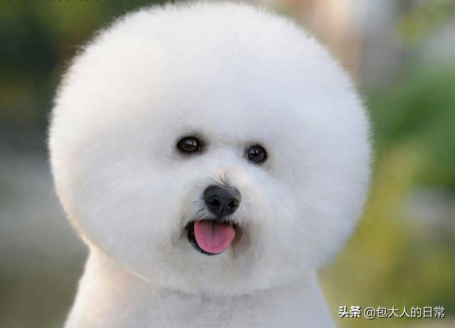 白贵宾犬美容造型图片大全:你知道泰迪犬有多少种毛色吗？你最喜欢哪种，为什么？ 贵宾犬剪毛造型图片