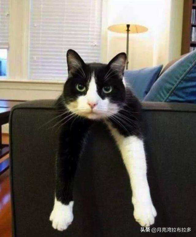 猫的品种及图片:想咨询图片里的是什么品种的猫咪？ 各种猫图片大全
