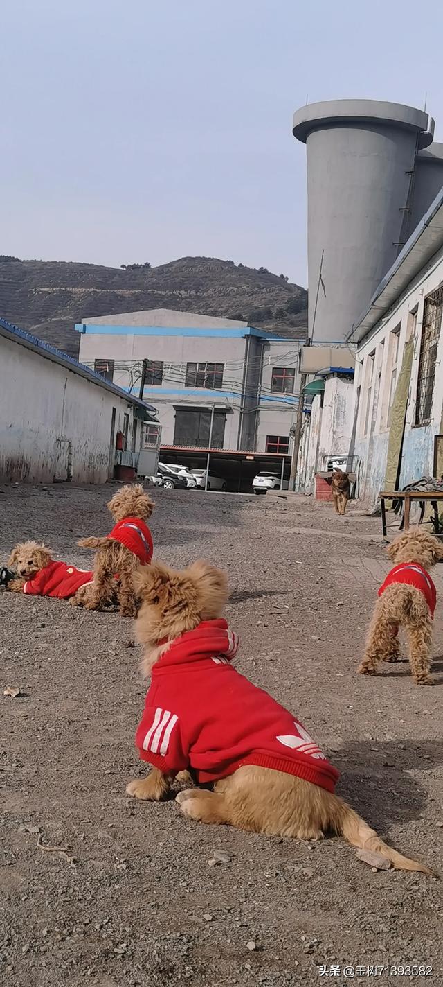 宠物可蒙犬糖糖:养狗人的心酸，你有过吗？