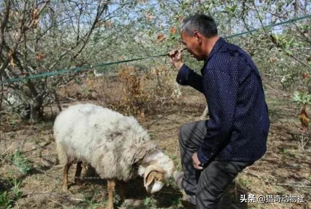 宣化顽皮动物医院:为什么有些家畜会攻击孩子？ 宣化顽皮动物医院电话