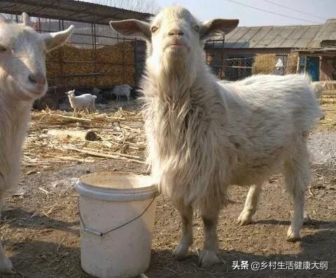 小古牧犬的市场价:宠物狗狗的市场价大概是身多少？地域不同有什么区别吗？