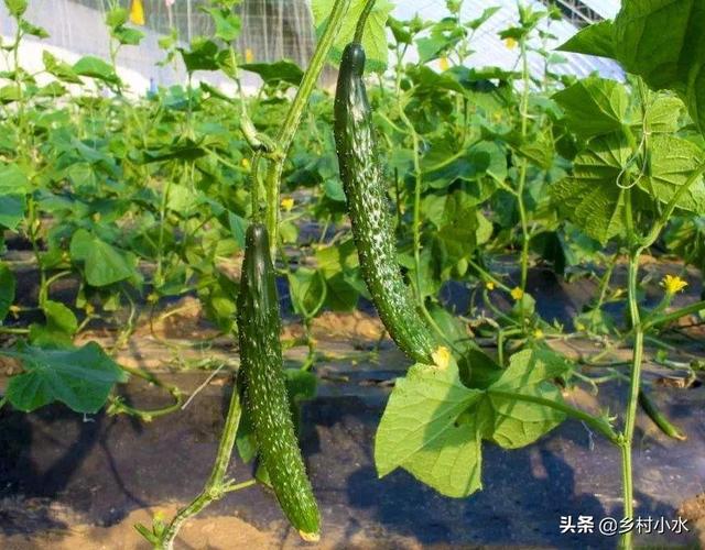 绝育黄瓜安全事情:黄瓜什么时候喷醋是最佳时间？