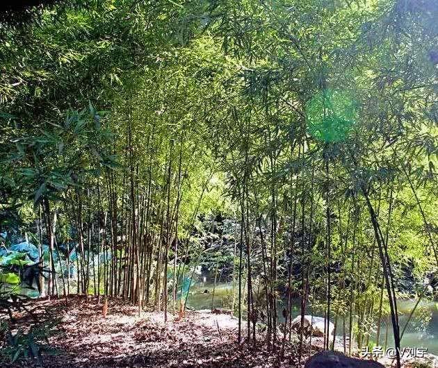 老家有5亩地,想建个加工厂,干什么好？