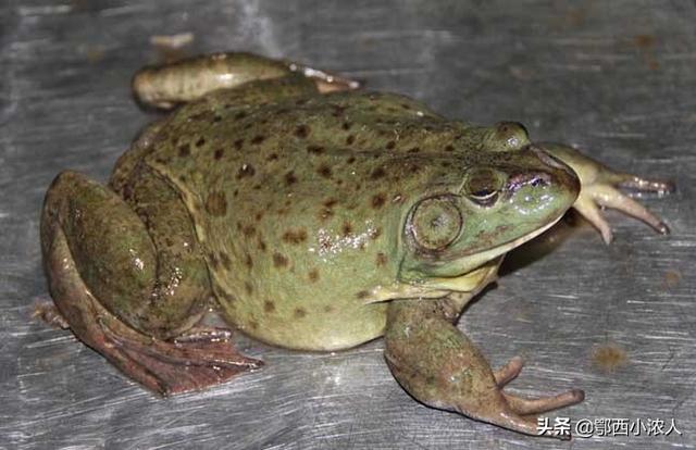 非洲牛箱头蛙:生活在7000万年前的魔鬼蛙，真的能猎杀恐龙吗