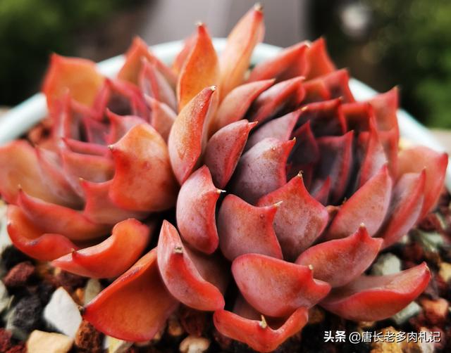 多肉旋叶姬星美人:多肉根系长到什么程度可以度夏？