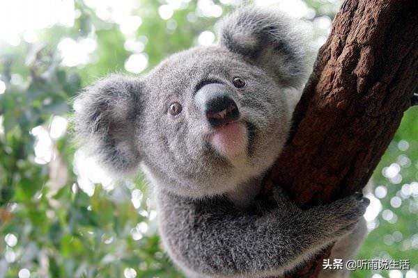 树懒和考拉的区别2:树懒为什么非要吃毒树叶？