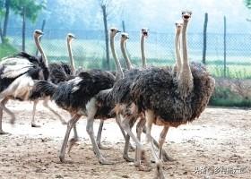 驼鸟:有人说鸵鸟喜欢吃泥、沙，是怎么回事？