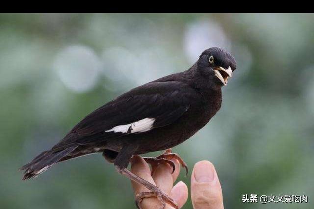 青鸟论坛八哥鸟:八哥鸟的放养与盘飞技巧？